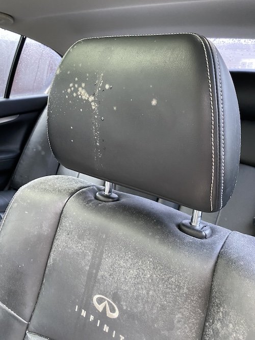 mold in car interior on leather seat